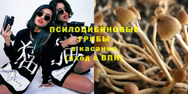 Галлюциногенные грибы Psilocybe  купить наркотик  Калуга 